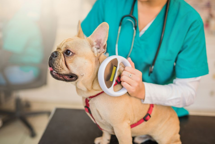 What Exactly is Pet Insurance and How Does it Work? - PAWSOME