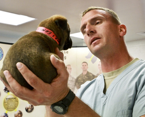 dog-dental-exam