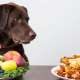 dog-food-eating-healthy