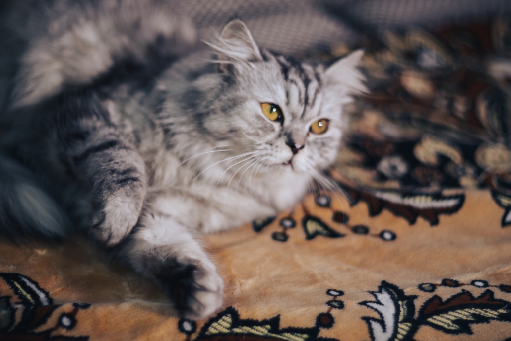 A gray cat lays on a bed