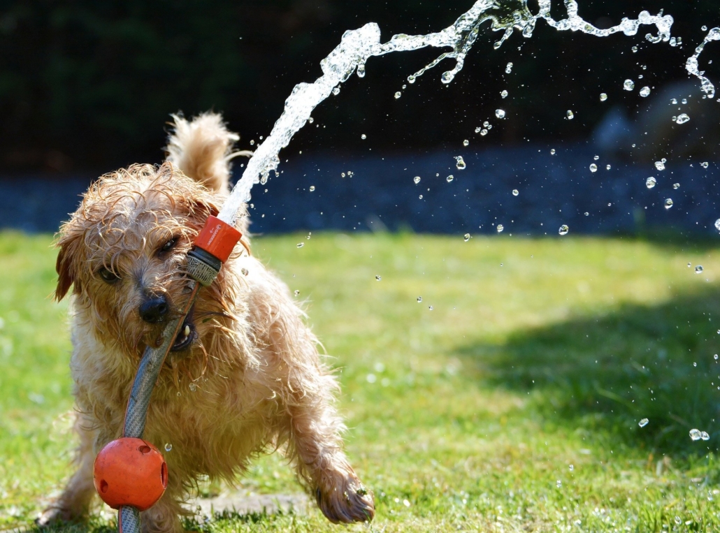 warm-weather-with-dogs