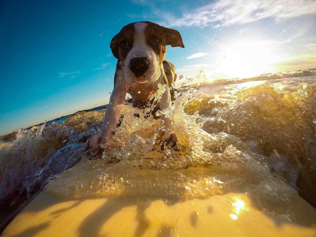 puppy-in-summer